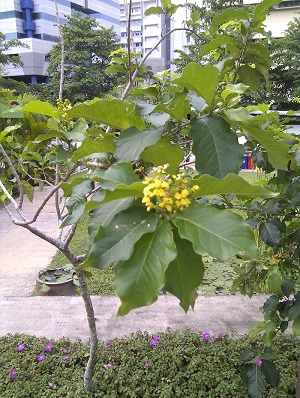 Flowering branch