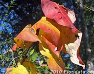Credit: © 2010 Floridata.com American persimmon leaves in fall color