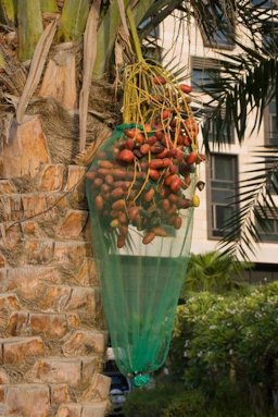 Specimen of Phoenix dactylifera growing in Abu Dhabi with infructescence bagged to collect the ripening dates