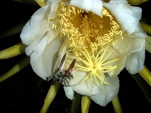 Carpenter bee covered in pollen from the flower