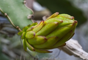 Hylocereus undatus, Tallinn Botanic Garden, Estonia