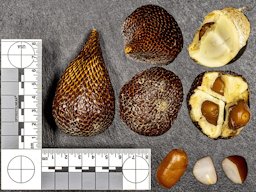 Fruit of the salak palm, Salacca zalacca, with cross-sections