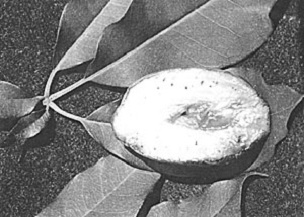 Credit: Bureau of Plant Industry, United States Department of Agriculture A seedless white sapote, natural size