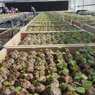 Credit: UF/IFAS Gulf Coast Research and Education Center A DNA test is used to select superior strawberry seedlings