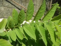 Atis (Philippines) leaves Anonaceae, Atis Annona squamosa Linn. Sugar Apple