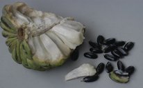 Annona squamosa, sementes, fruto