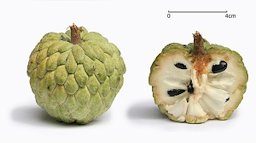 Cross section of sugar apple