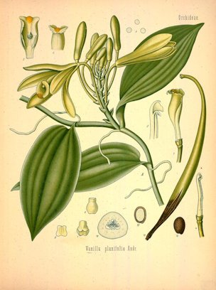 Vanilla planifolia