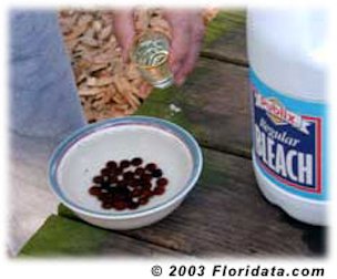 Credit: © 2003 Floridata.com Soak the seeds in a 10% bleach solution - I use a shot glass - mix 1 shot of laundry bleach with 10 shots of water.