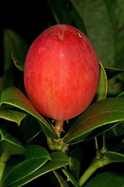 Carissa macrocarpa, fruit; garden in Port Edward, KwaZulu-Natal, South Africa