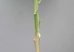 Credit: Julian W. Sauls, Aggie Horticulture®, Texas A&M AgriLife Extension Side view of the inserted bud