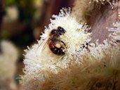 Abelha extraindo néctar e pólen a partir de flores de jabuticaba. Foto capturada no município de Nova Era - MG