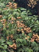 Longan 'Kahola' fruit