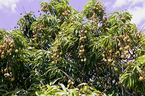 Credit: Bill Mee and Krystal Folino Looking Up at a Lychee Treetop Loaded With Fruit