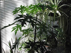 Credit: The Mary T. and Frank L. Hoffman Family Foundation Sprouting of seeds into seven lobed leaves