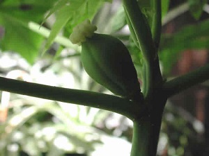 Credit: The Mary T. and Frank L. Hoffman Family Foundation The papaya ovary continued to swell.