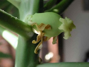 Credit: The Mary T. and Frank L. Hoffman Family Foundation This is a close up look at the remains of the papaya flower at the end of the swollen ovary.