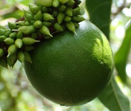 Abiu fruit