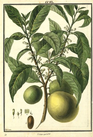 Pouteria caimito (Ruiz & Pavon) Radlk.