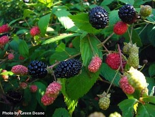 Credit: © Green Deane, eattheweeds.com The center core remains when blackberries are picked making them slightly bitter