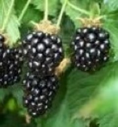 Credit: Eat The Weeds Ripe fruit