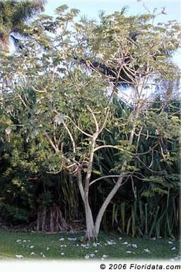 Credit: © 2006 Floridata.com Trumpet Tree