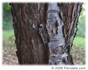 Credit: © 2008 Floridata.com Chickasaw plum bark