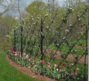 Credit: Peter A Thevenot, River Road Farms Belgian Fence Spring