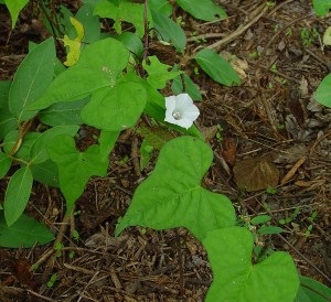 © Green Deane, Eat the Weeds and other things, too Ipomoea lacunosa, Whitestar Potato