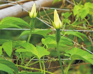 Credit: © AVRDC – The World Vegetable Center Female flowers