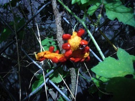 Credit: © Green Deane Red coating on the seeds is edible raw, but not the seeds