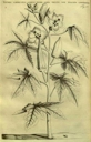 Horti medici Amstelodamensis rariorum tam Orientalis