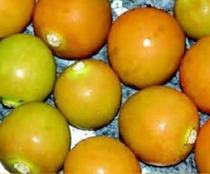 Credit: Ken Love, © 2007, University of Hawai‘i Poha fruit