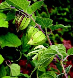 Credit: Ken Love, © 2007, University of Hawai‘i Papery fruit sacks (and a praying mantis)
