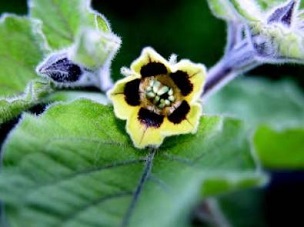 Credit: Ken Love, © 2007, University of Hawai‘i Poha flower