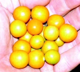 Credit: Ken Love, © 2007, University of Hawai‘i Husked poha fruits