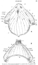Hair groups on prophyll: A, anterior side; B, posterior sides