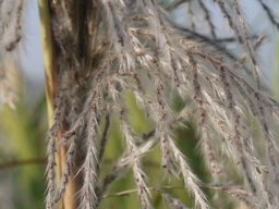 Poaceae (formerly and, also known as Gramineae; grass family). Saccharum officinarum. Thane, India