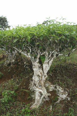 The root of a tea plant. The plant in the picture must be over 100 years old