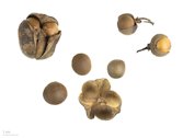 Camellia sinensis, Tea plant, seeds