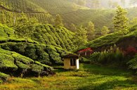 Tea estate in Munnar, Kerala, India