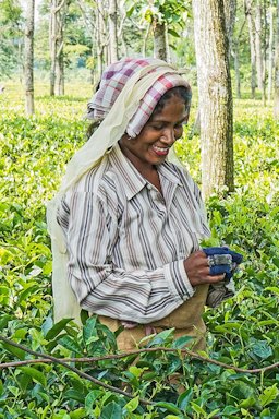 Woman harvesting tea, West Bengal, India