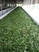 Tea leaves being wilted at a Bangladeshi tea factory